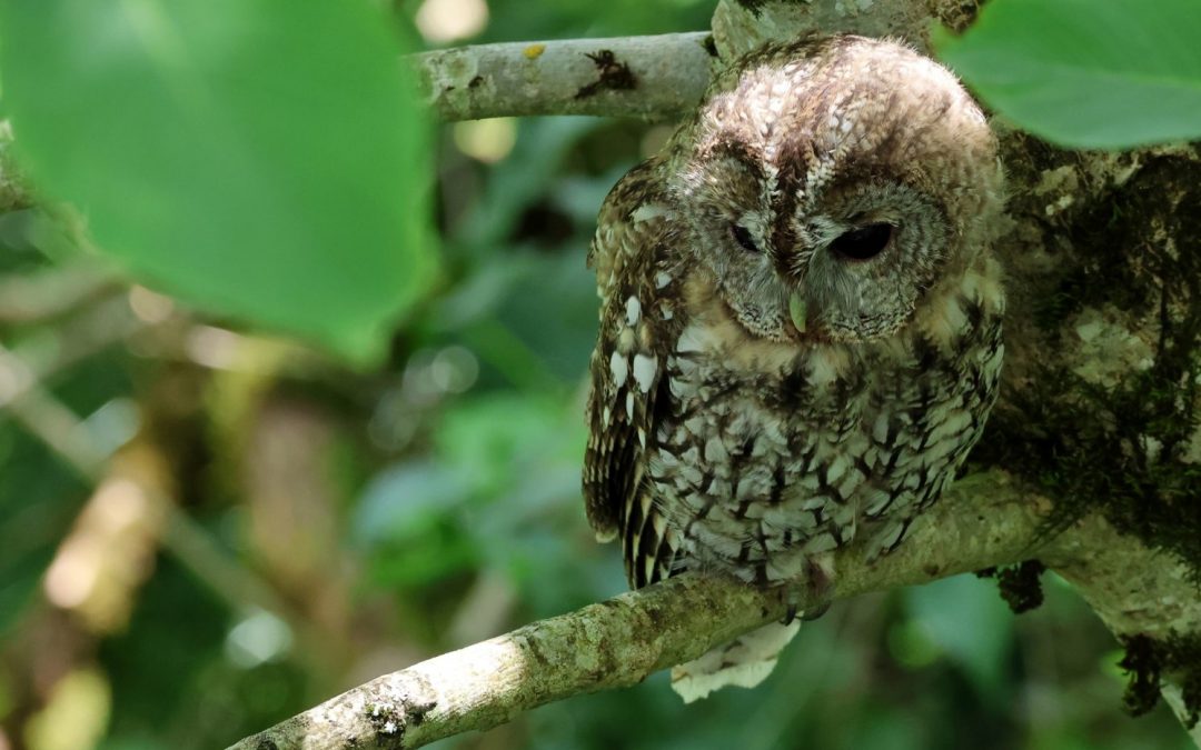 Hiboux, chouettes et compagnie