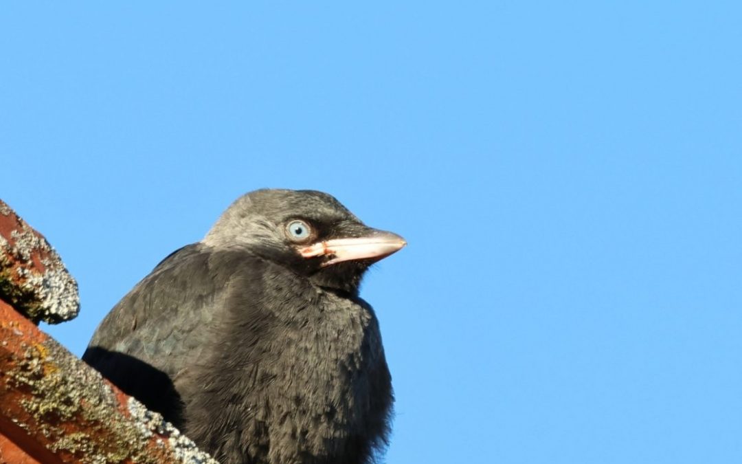 Tout savoir sur les Corvidés