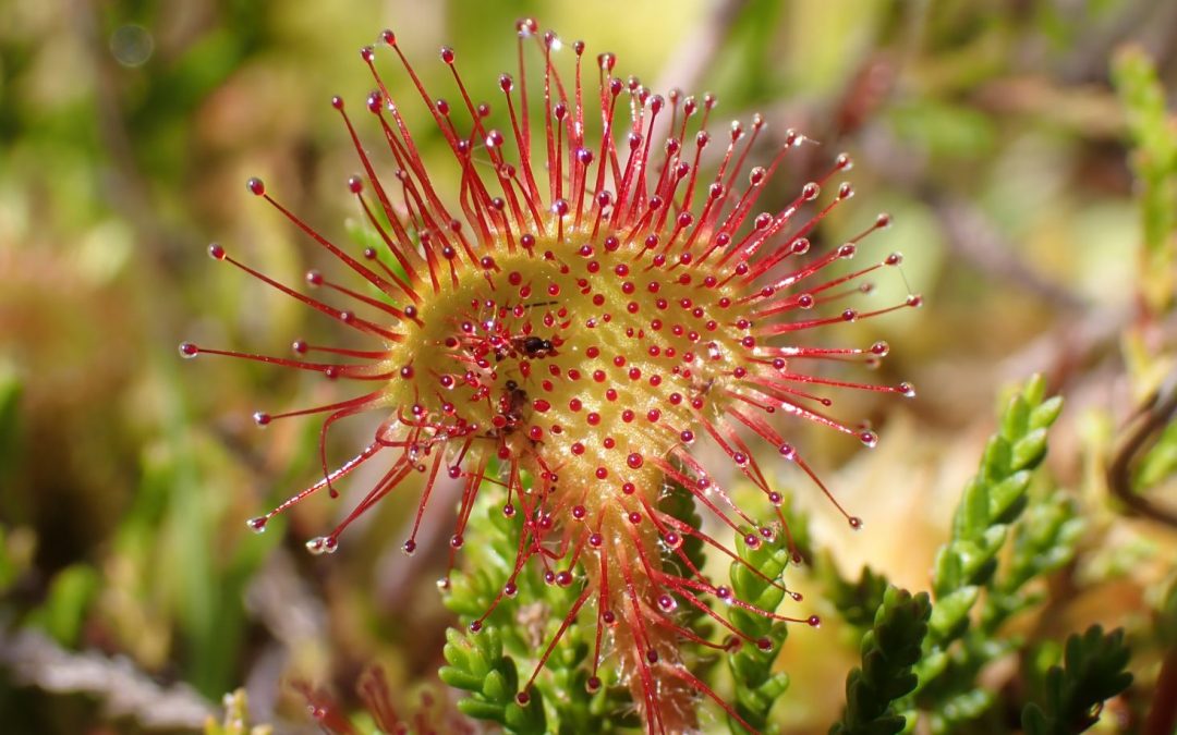 Un dimanche au Musée – 1er février