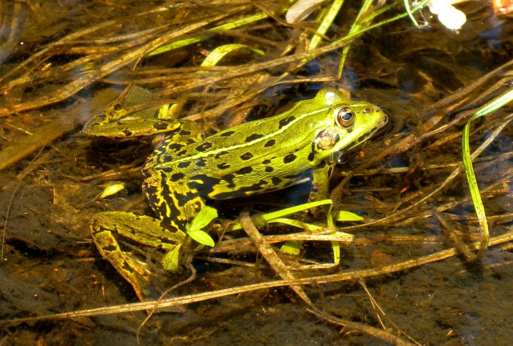 A la découverte de la Jordanne