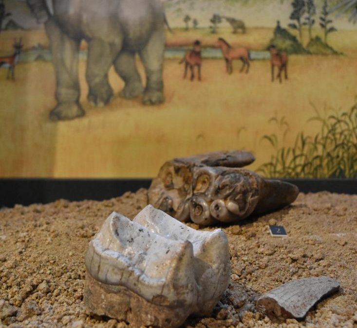 Petits paléontologues