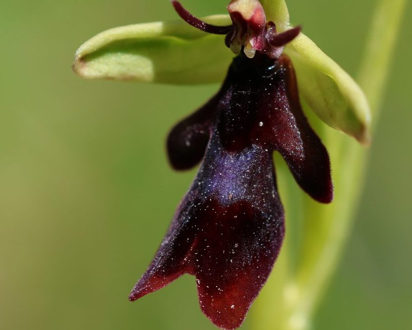Les Orchidées du Cantal