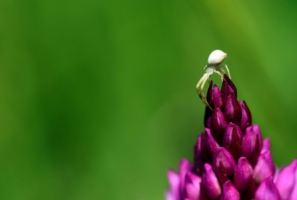 Raconte-moi les habitants des coteaux secs